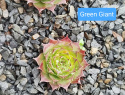 Green Giant.jpg