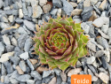 Teide.jpg