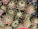 Reginae Amaliae.jpg