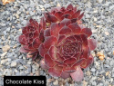 Chocolate Kiss.jpg