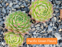 Pacific Green Fleurs.jpg