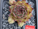 Bianca.jpg