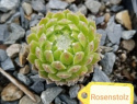 Rosenstolz.jpg
