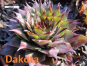 Dakota.jpg