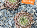 Sappihira.jpg