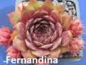 Fernandina.jpg