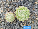 Galane.jpg