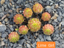 Lime Girl.jpg