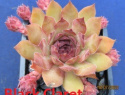 Black Claret.jpg