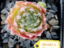 Skrolski¨s Beaute.jpg