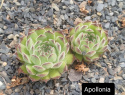 Apollonia.jpg