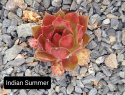 Indian Summer.jpg Indian Summer.jpg