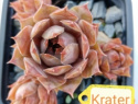 Krater.jpg