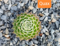 Quax.jpg