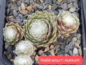 Webbianum Aureum.jpg Webbianum Aureum.jpg