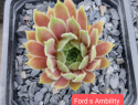 Ford s Ambility.jpg