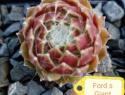 Ford's Giant.jpg