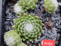 Antje.jpg
