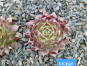 Gropgri.jpg