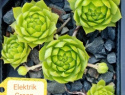 Elektrik Green.jpg