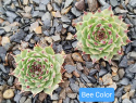 Bee Color (2).jpg