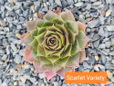 Scarlet Variety.jpg