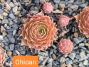 Ohioan.jpg