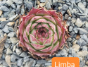 Limba.jpg