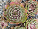 Sunray Goliath.jpg