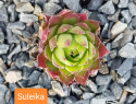 Suleika.jpg