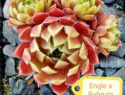Engle¨s Rubrum.jpg