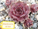 Blackcurrant Ice.jpg