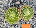 Kinseard.jpg