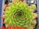 Brevipilium.jpg
