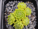 reginae amaliae.jpg