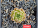 Pimelli.jpg