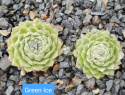 Green Ice.jpg