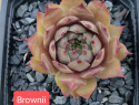 Brownii.jpg