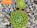 Trusty.jpg