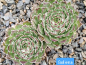 Galiena.jpg