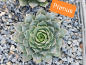 Primus.jpg