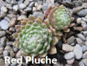 Red Pluche.jpg