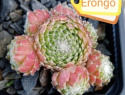 Erongo.jpg