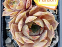 Faraon.jpg