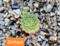 Zeitlupe.jpg