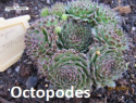 Semper. Octopodes.jpg