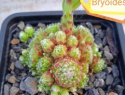 Bryoides.jpg