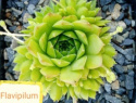 Flavipilum.jpg
