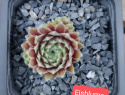Eisblume.jpg
