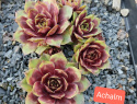 Achalm.jpg